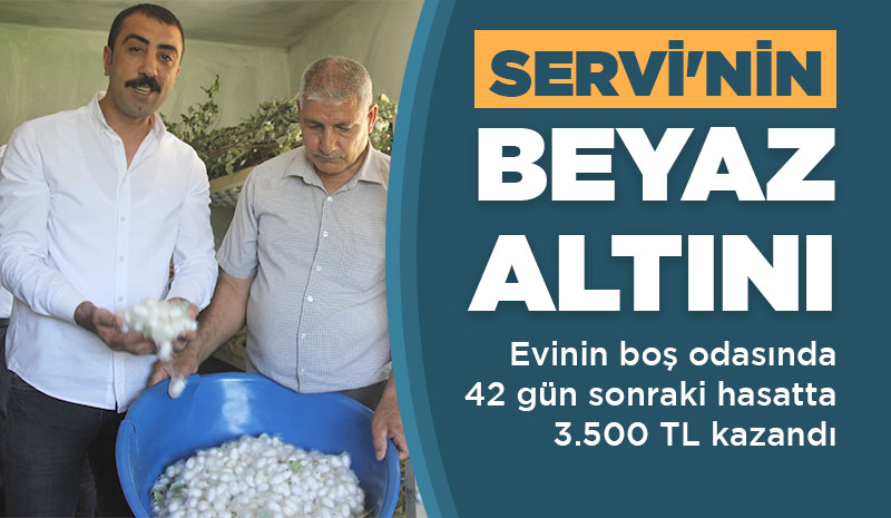 SERVİ`NİN BEYAZ ALTINI