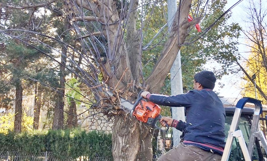 BELEDİYE, AĞAÇLARI BUDADI