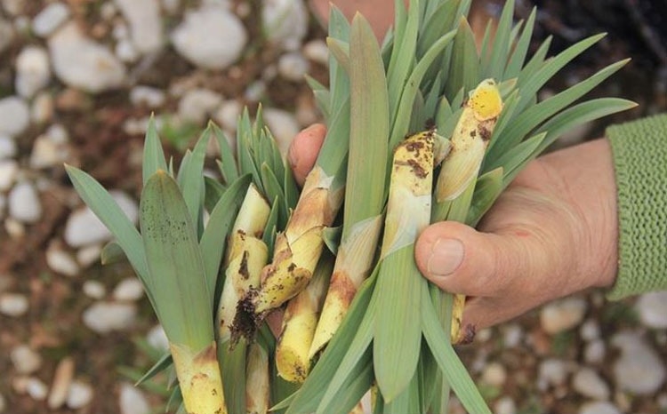 ÇİRİŞ OTU TEZGÂHLARDAKİ YERİNİ ALDI