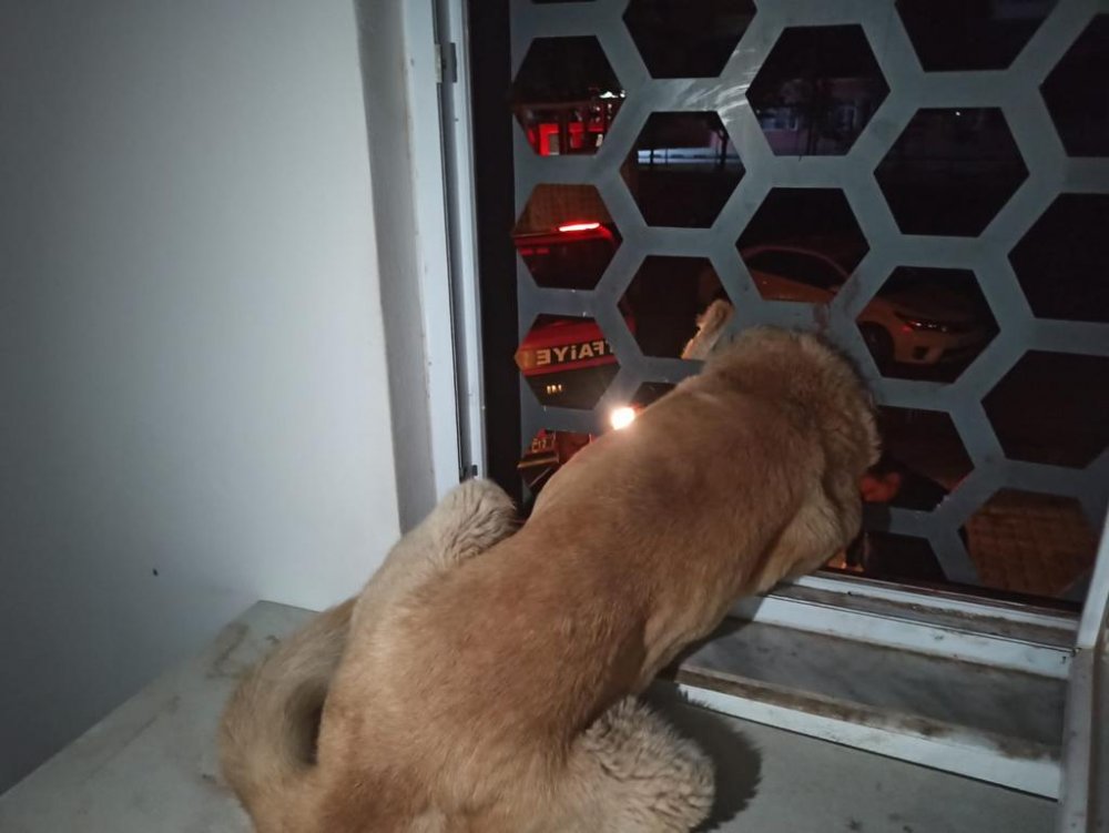 KAFASI DEMİR KORKULUKLARA SIKIŞAN KÖPEK KURTARILDI