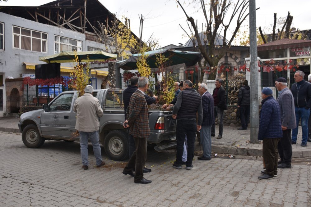 KAYISI FİDESİ DAĞITILDI