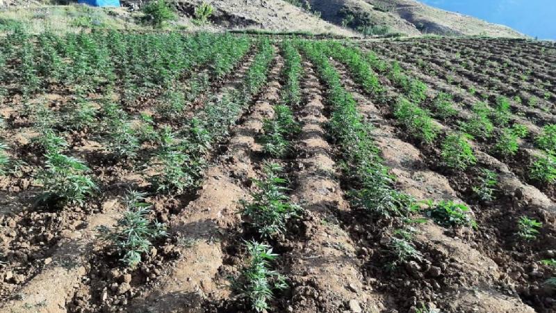 29 BİN 640 KÖK KENEVİR 13 BİN 200 KÖK SKUNK ELE GEÇİRİLDİ