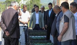 ÜRETİCİLERE SEBZE FİDELERİ DAĞITILDI