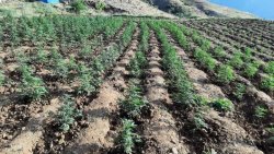 29 BİN 640 KÖK KENEVİR 13 BİN 200 KÖK SKUNK ELE GEÇİRİLDİ