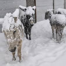 GENÇ BELEDİYESİ`NDEN CAN DOSTLARA HAYAT ELİ