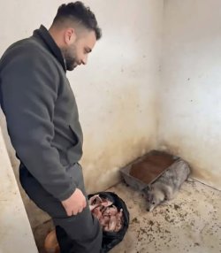 LASTİKÇİ DÜKKANINA GİREN KURT DOGAL YAŞAMA BIRAKILDI