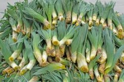 ÇİRİŞ OTU TEZGAHTAKİ YERİNİ ALMAYA BAŞLADI