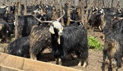 SOĞUK HAVA YAYLA SEZONUNU GECİKTİRDİ BESİCİLER ZORDA