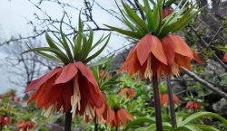 BU ÇİÇEGİ KOPARMANIN CEZASI 700 BİN TL